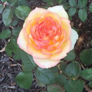 Meet your Posher, Riddhi